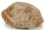 Adorable, Inflated Fossil Tortoise (Stylemys) - South Dakota #373011-2
